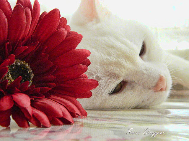 人工智能助力乒乓球战术模拟训练,人工智能乒乓球机器人