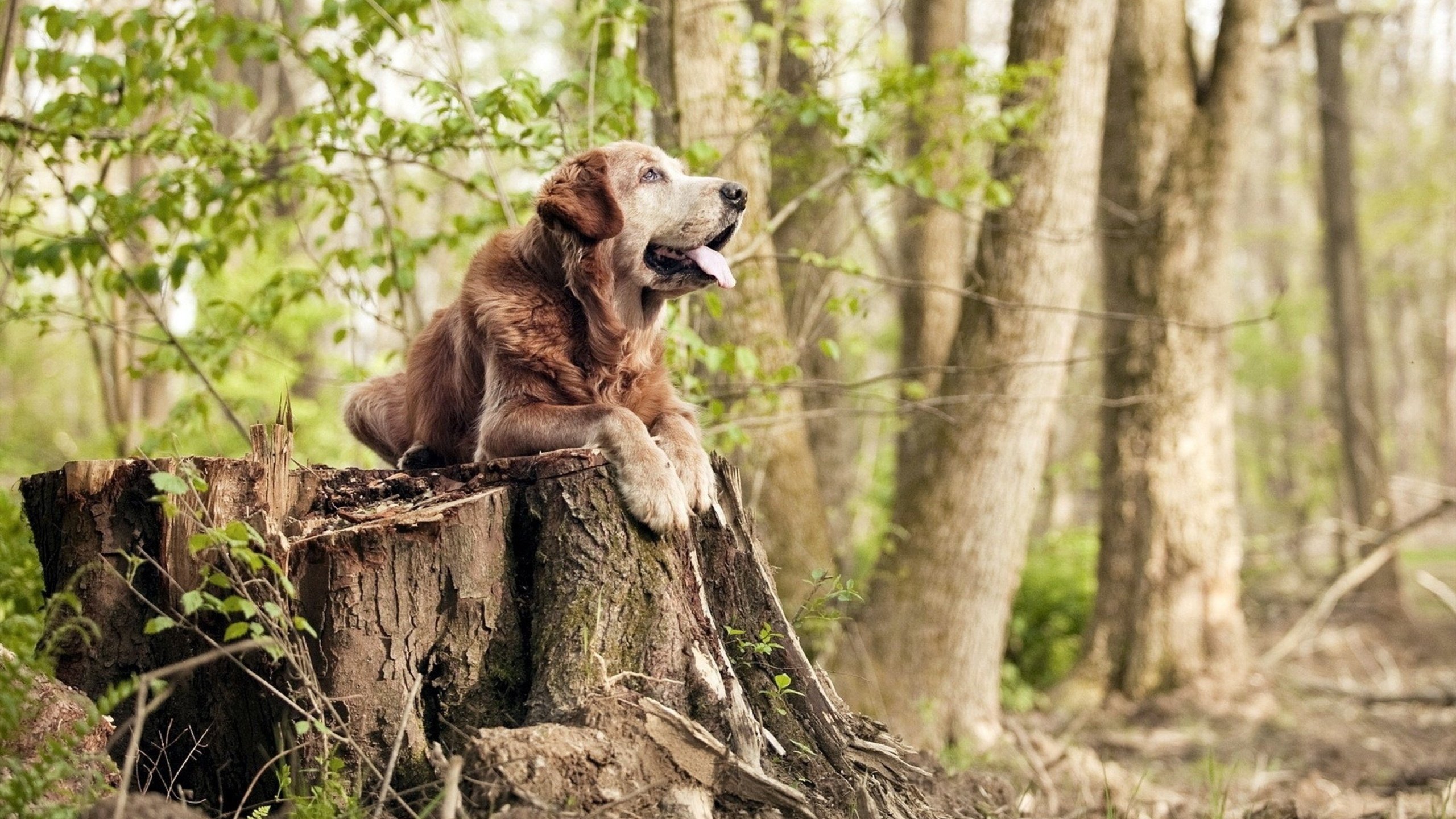 人工智能助力乒乓球战术模拟训练,人工智能乒乓球机器人