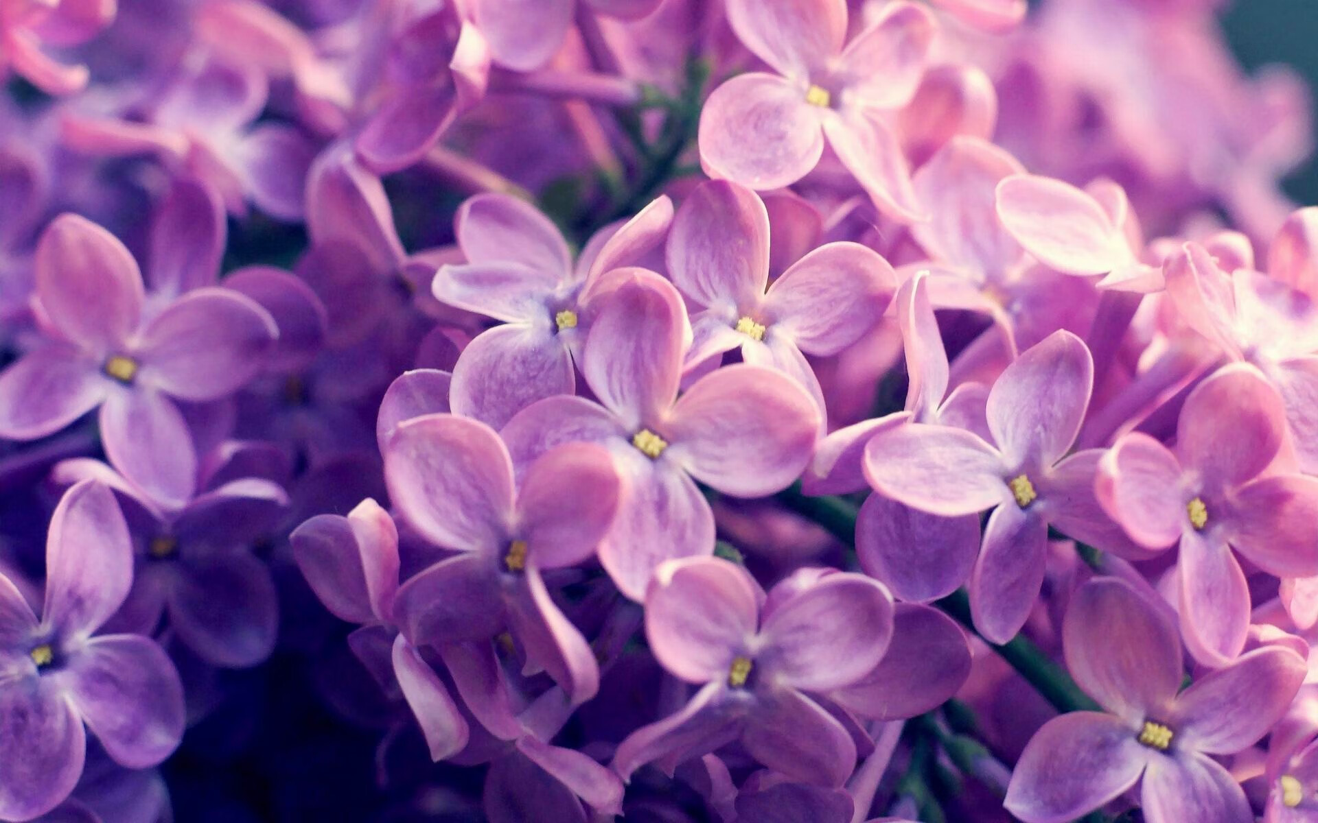 “南非羚羊队备战世界杯,霍斯特的表现备受期待”