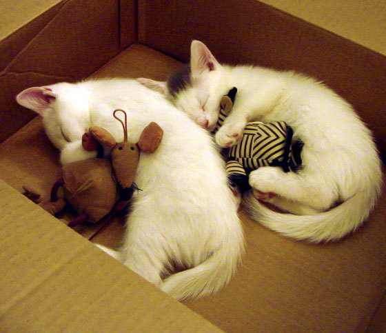 意甲团队协作:默契满满,成就辉煌!,意甲小组