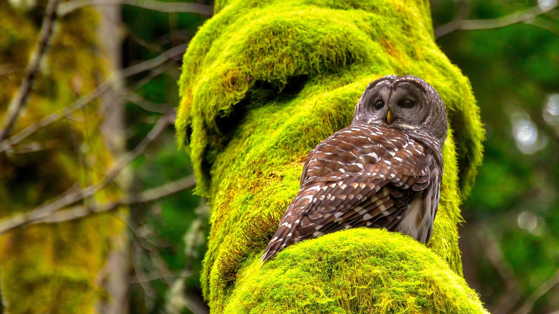 戴维·帕特森的强势发挥,让袋鼠队稳居比赛控制权,帕特里克·戴维森