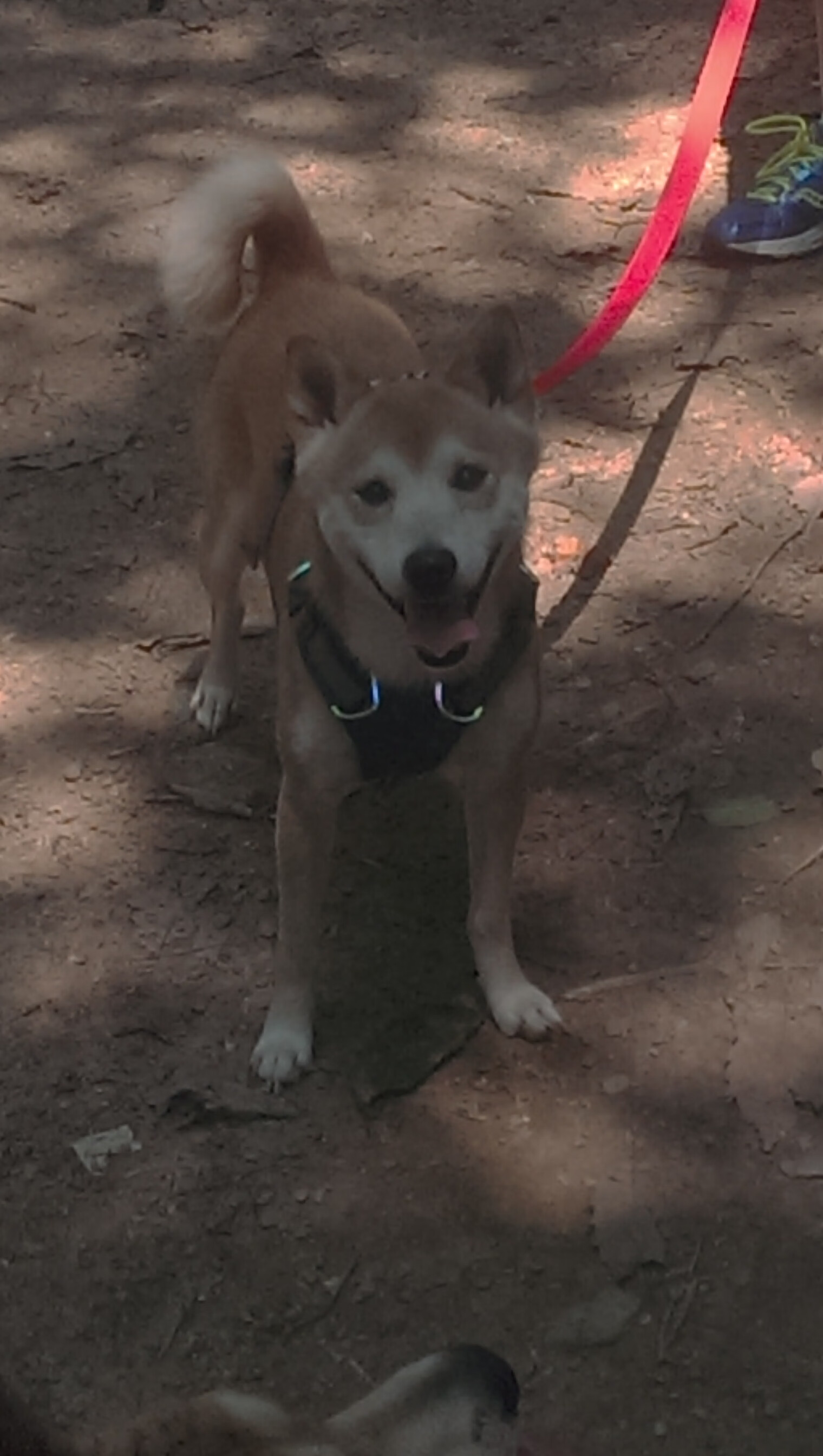 乐鱼电竞在线平台-法甲巨星闪耀：瞬间带来全场高潮，法甲巨头