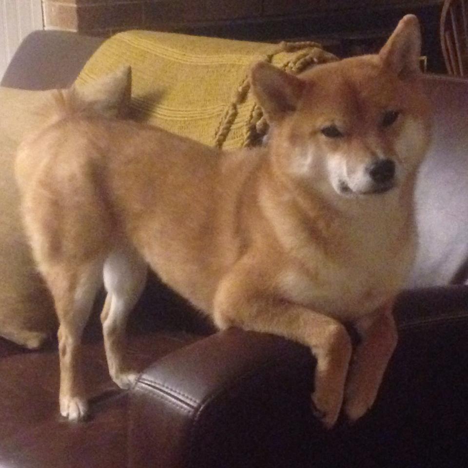 leyu乐鱼官网登录入口-特色足球文化创新节在多个城市成功举办，推广体育文化，足球特色校园文化活动