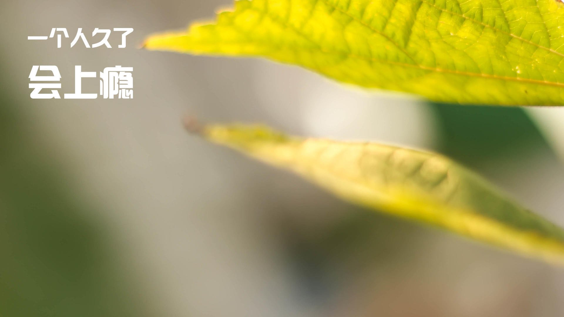 篮网教练称双方默契仍需磨合,篮网将追求大牌教练