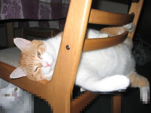 11-1横扫世界亚军!张本美和太猛了!,张本美和接受采访视频